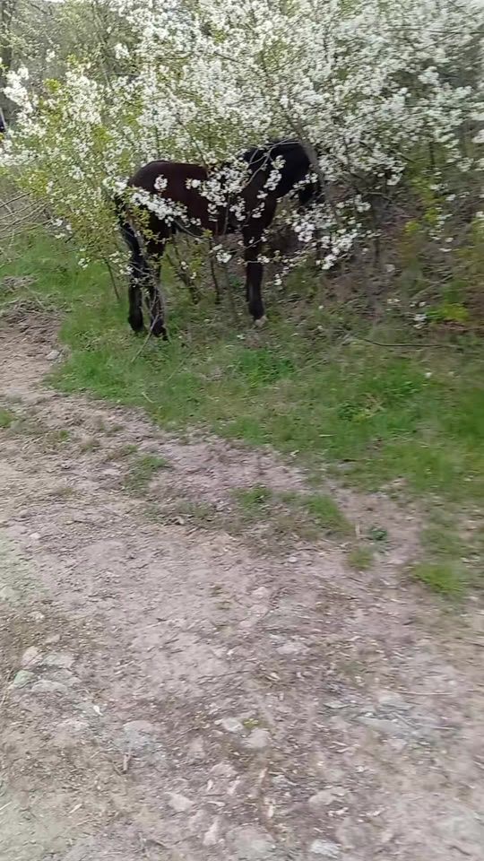 TikTok video thumbnail by magor_rysalkaa