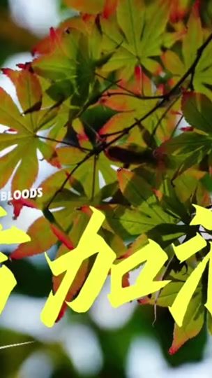 TikTok video thumbnail by _ndt2008_