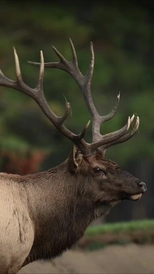 TikTok video thumbnail by balmore_padilla