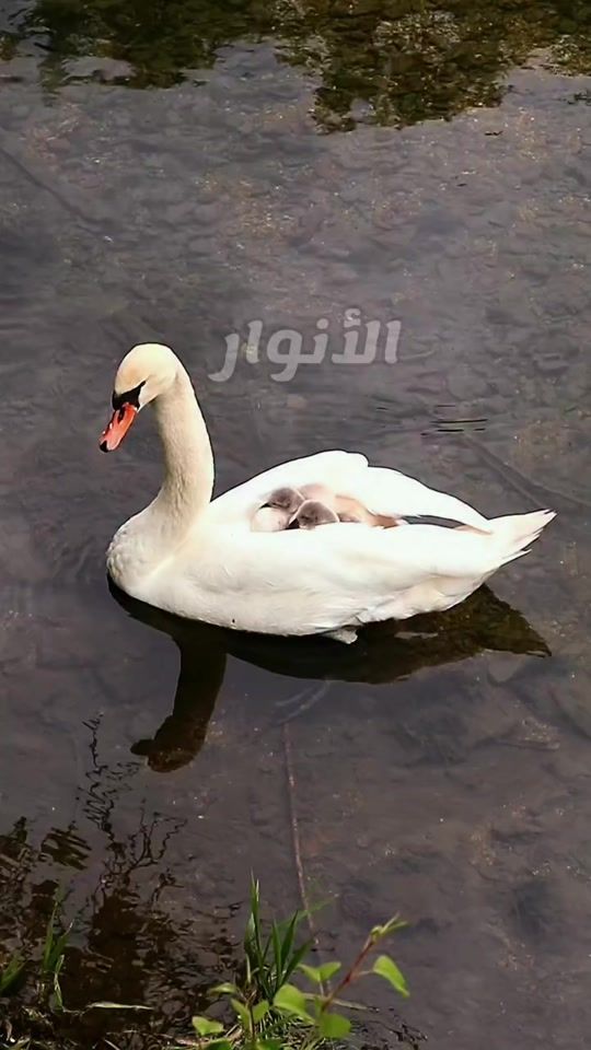 TikTok video thumbnail by 5rb2