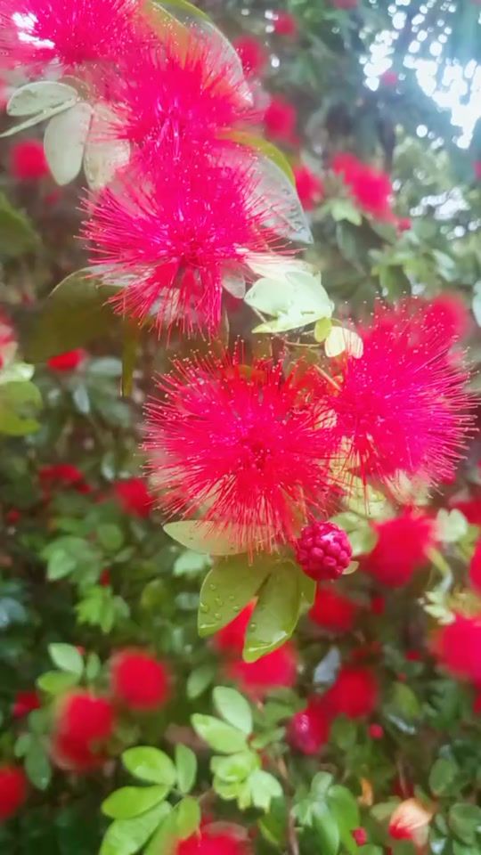 TikTok video thumbnail by ishara.sripali