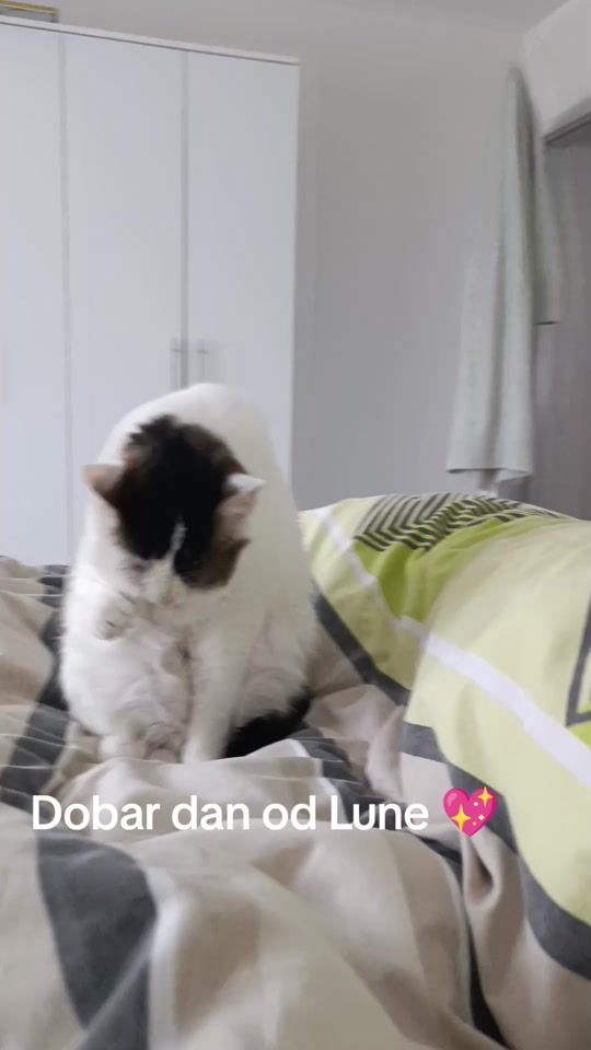TikTok video thumbnail by dora04161