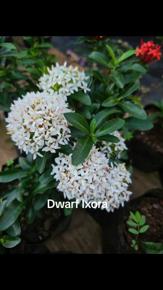 TikTok video thumbnail by miflowers29