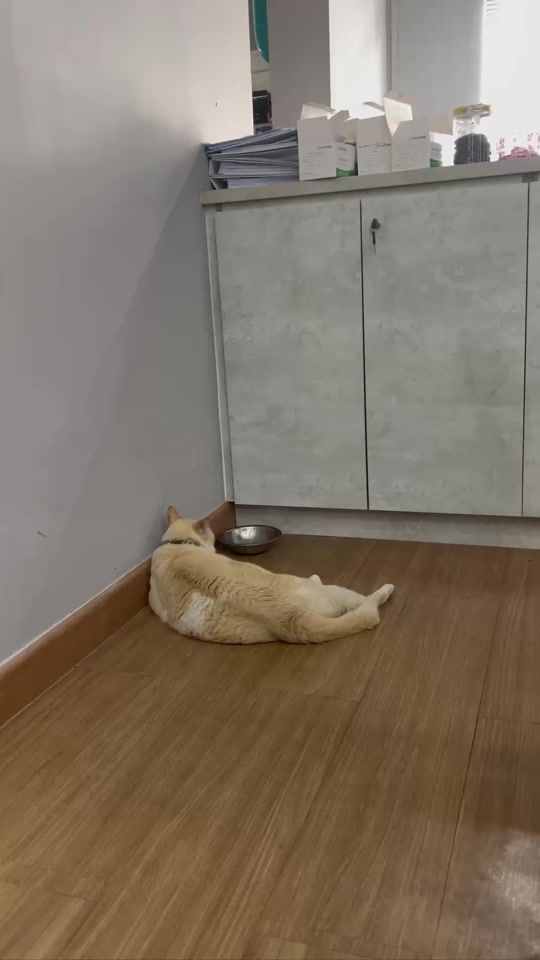TikTok video thumbnail by ivetpetcare