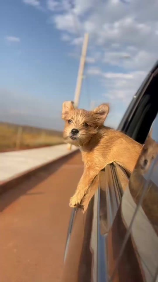 TikTok video thumbnail by fiapodechico