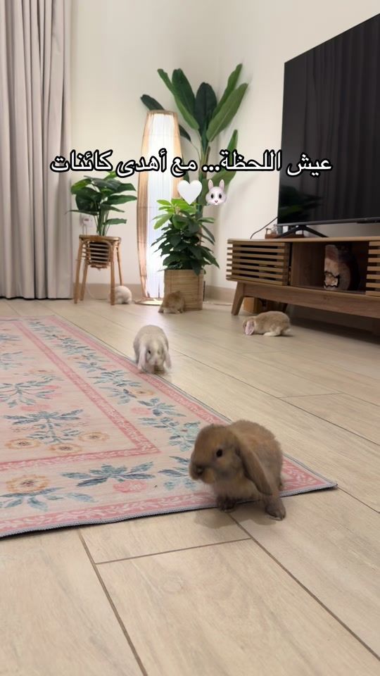 TikTok video thumbnail by rabbitqtr
