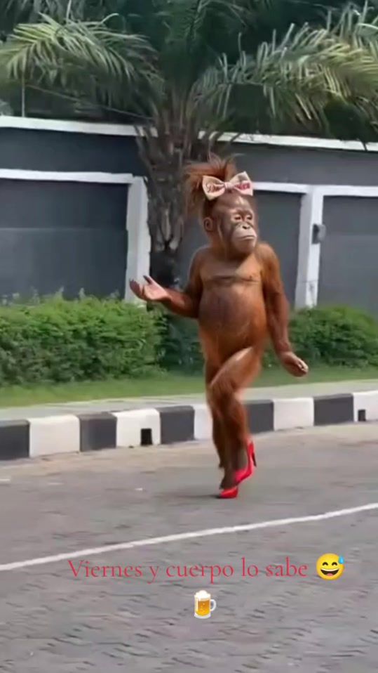 TikTok video thumbnail by gonzalom48