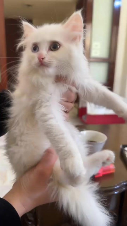 TikTok video thumbnail by salamibrahim77