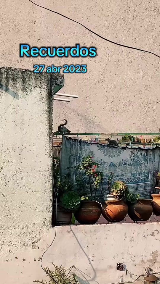 TikTok video thumbnail by vaquis_enanixs_foquis