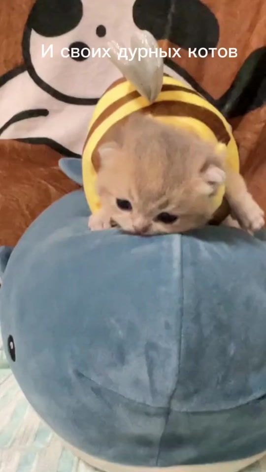 TikTok video thumbnail by maksimka_bober_123