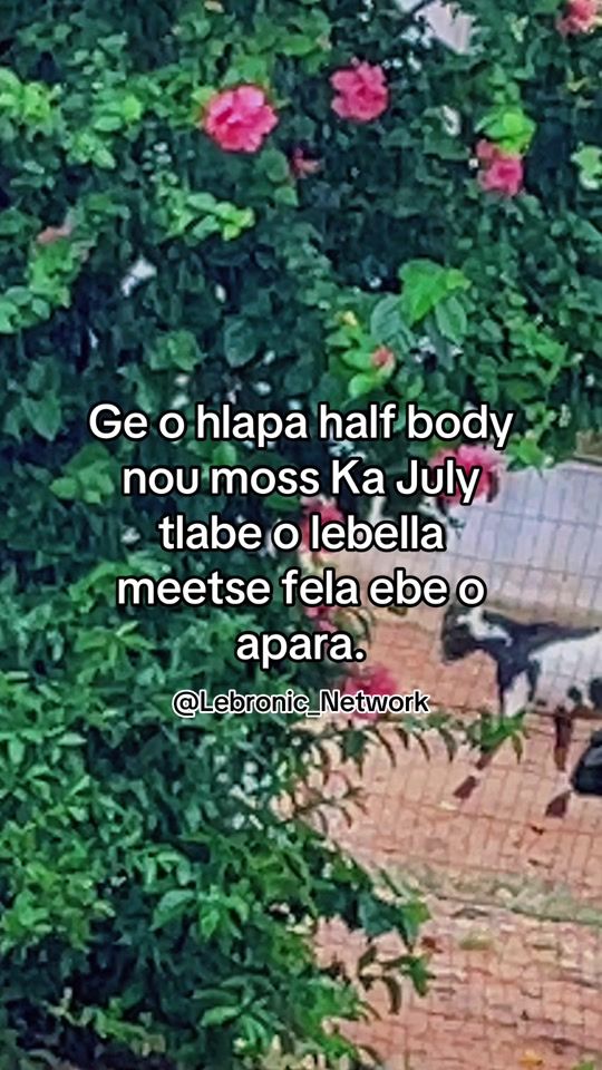 TikTok video thumbnail by lebronic_
