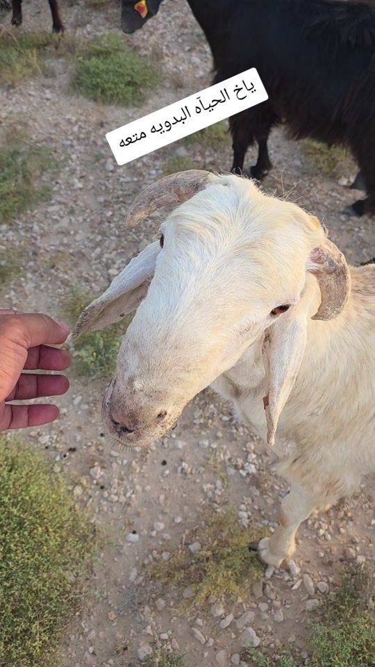 TikTok video thumbnail by usman.shaik5