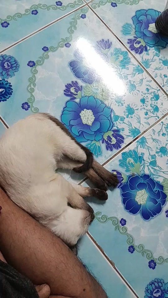 TikTok video thumbnail by ton.thanapol.tonk