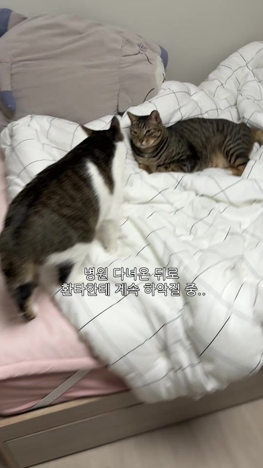 TikTok video thumbnail by ganher_cat