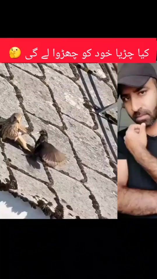 TikTok video thumbnail by daikh