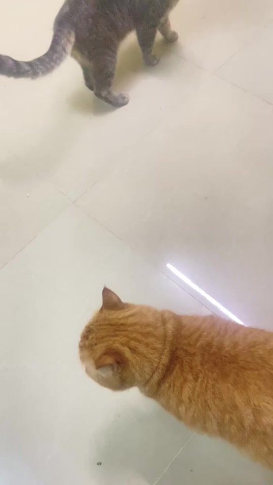 TikTok video thumbnail by abdul_bari_oman