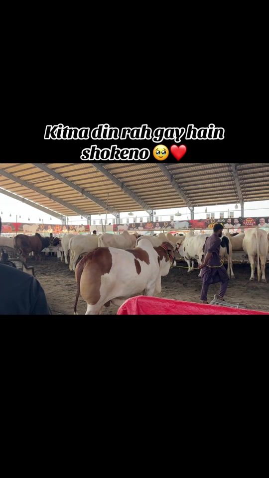 TikTok video thumbnail by danish_meher007