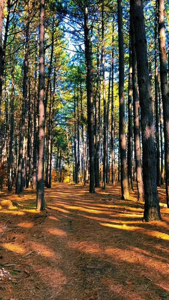 TikTok video thumbnail by elsaelsaa811