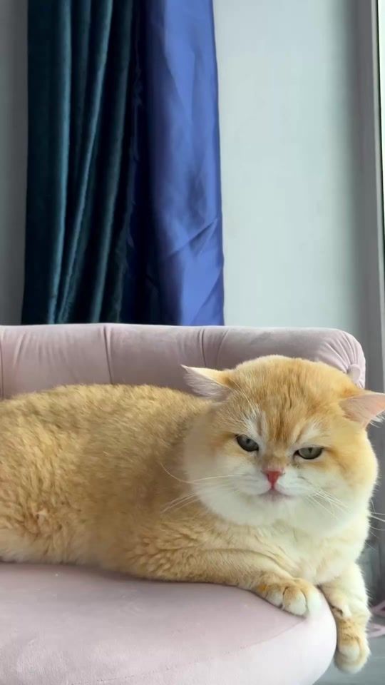 TikTok video thumbnail by the_royal_pet