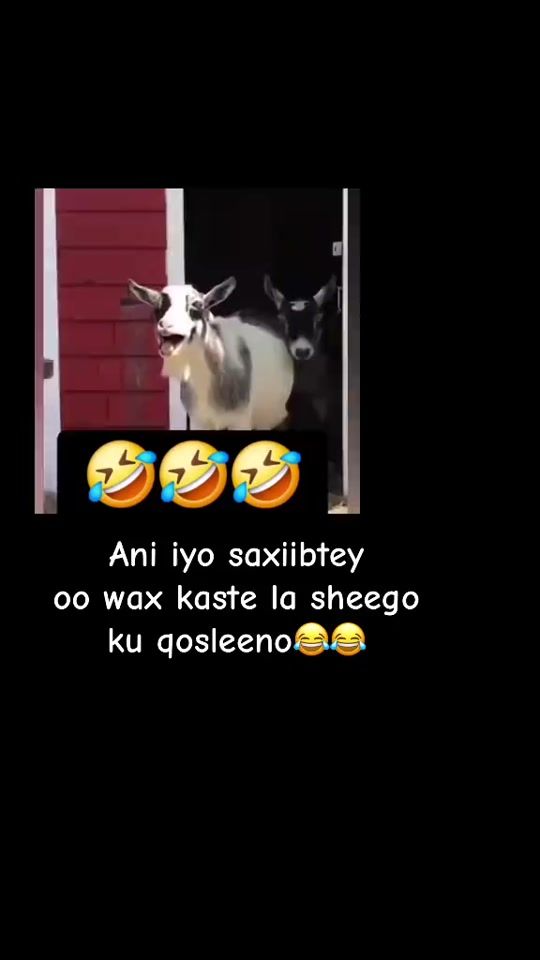 TikTok video thumbnail by ramiilamoha