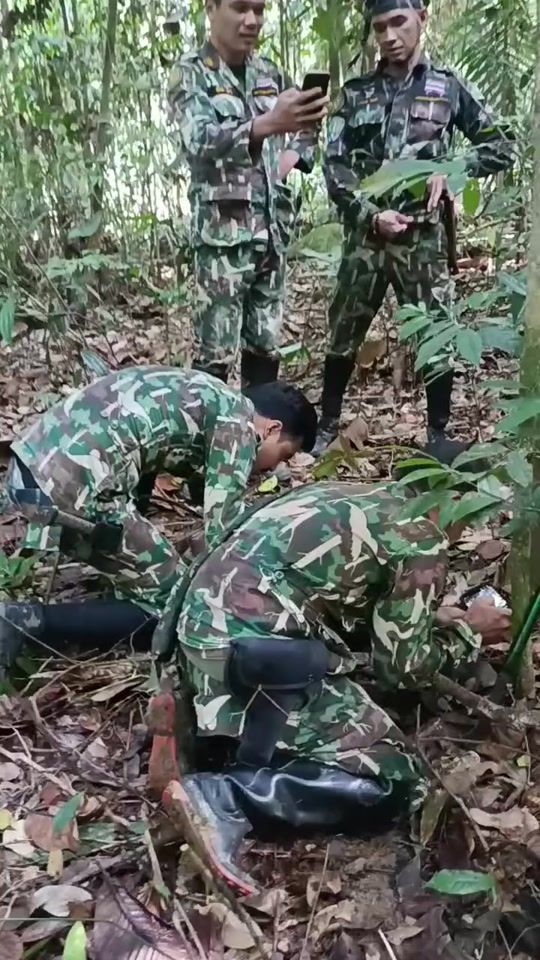 TikTok video thumbnail by tonengachangwildlife