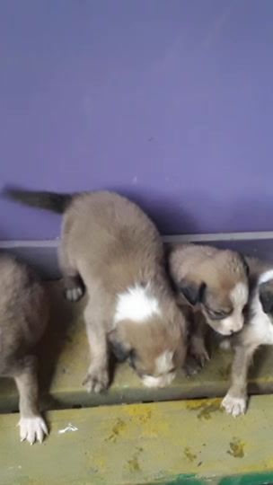 TikTok video thumbnail by yt_coconuty