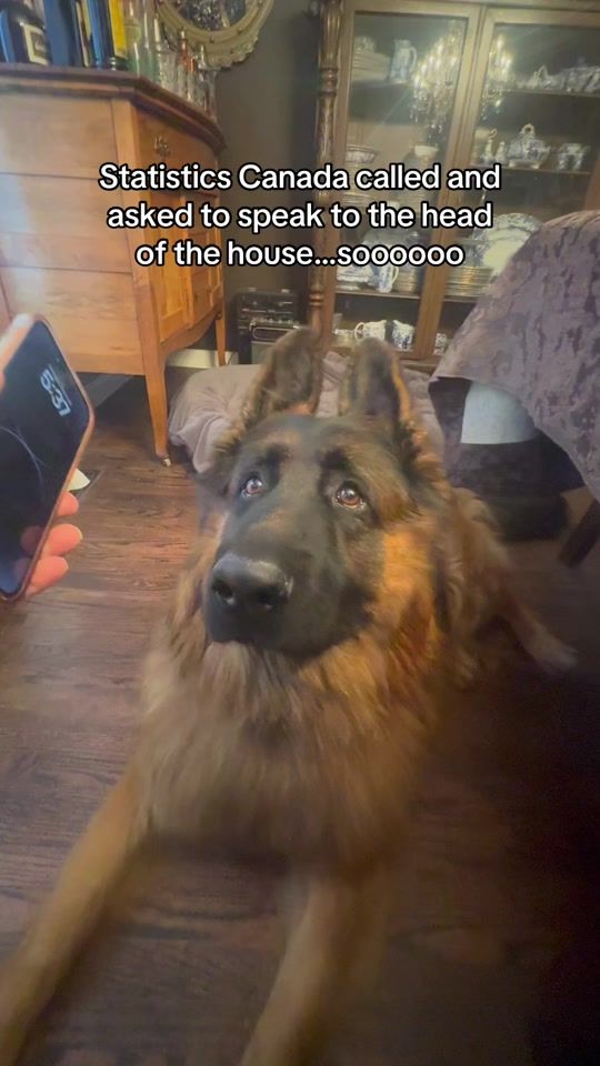 TikTok video thumbnail by ksdoggos