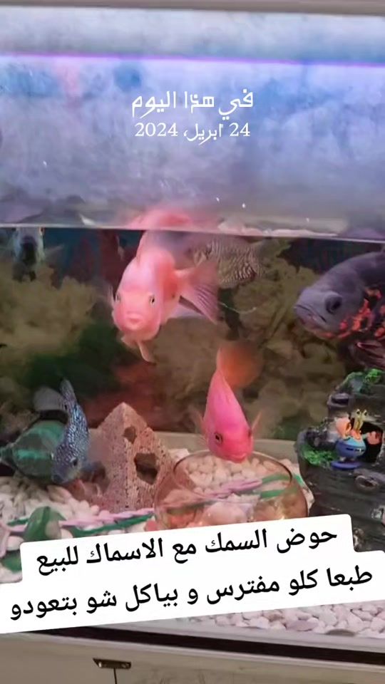 TikTok video thumbnail by 1dr.wood
