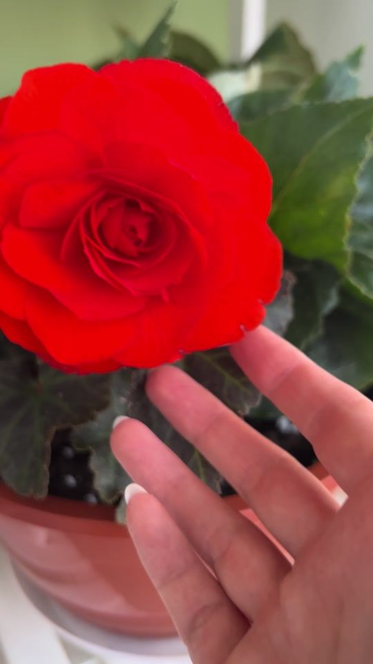 TikTok video thumbnail by mestogdecvety