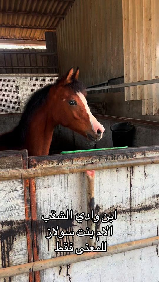 TikTok video thumbnail by rashed.birote