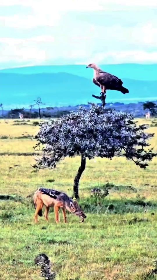 TikTok video thumbnail by untamed_wilderness
