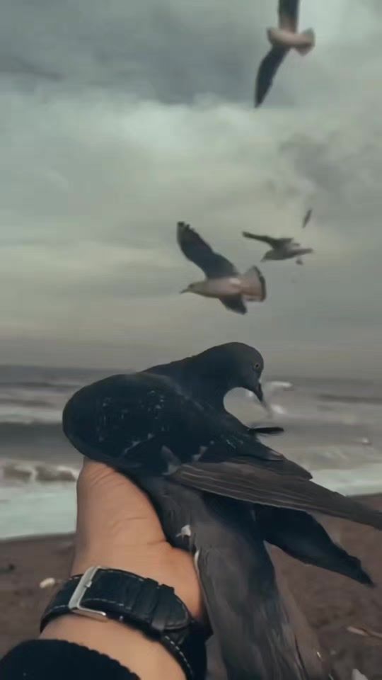 TikTok video thumbnail by pindcaferestaurant