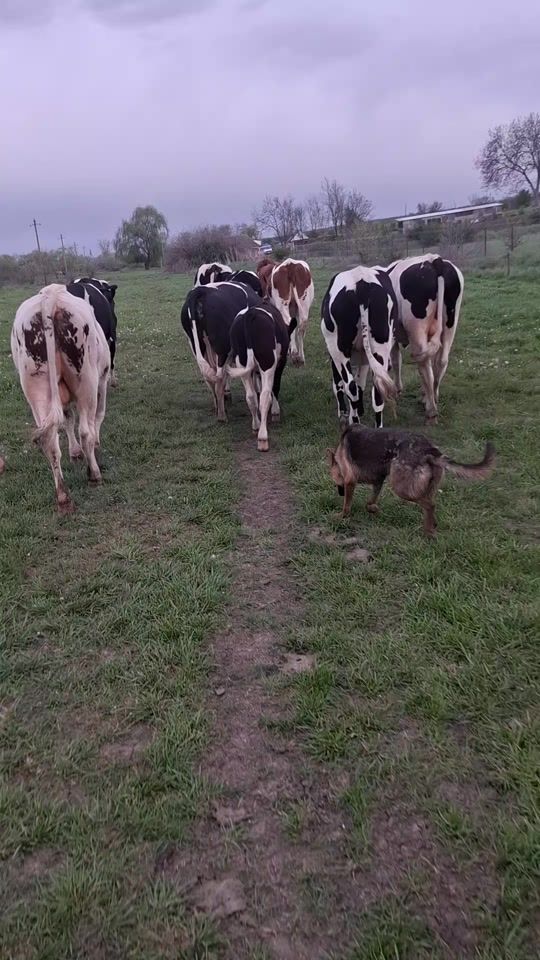 TikTok video thumbnail by lucesti.md