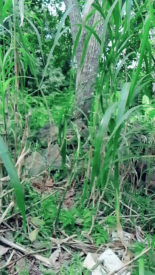 TikTok video thumbnail by user49391587070