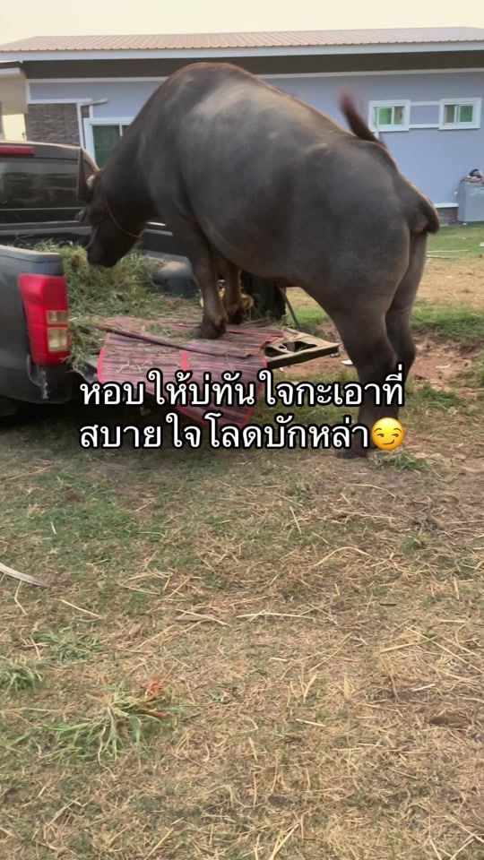 TikTok video thumbnail by sujitra1988