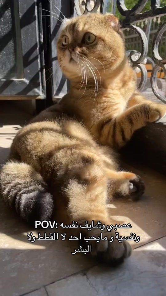TikTok video thumbnail by leo.thecat5