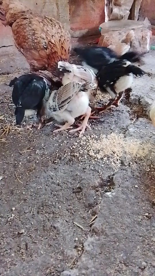 TikTok video thumbnail by galleriaexcaliburleonnic