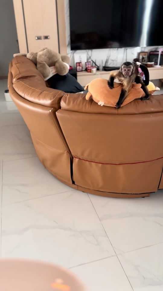 TikTok video thumbnail by jasmine_abu2