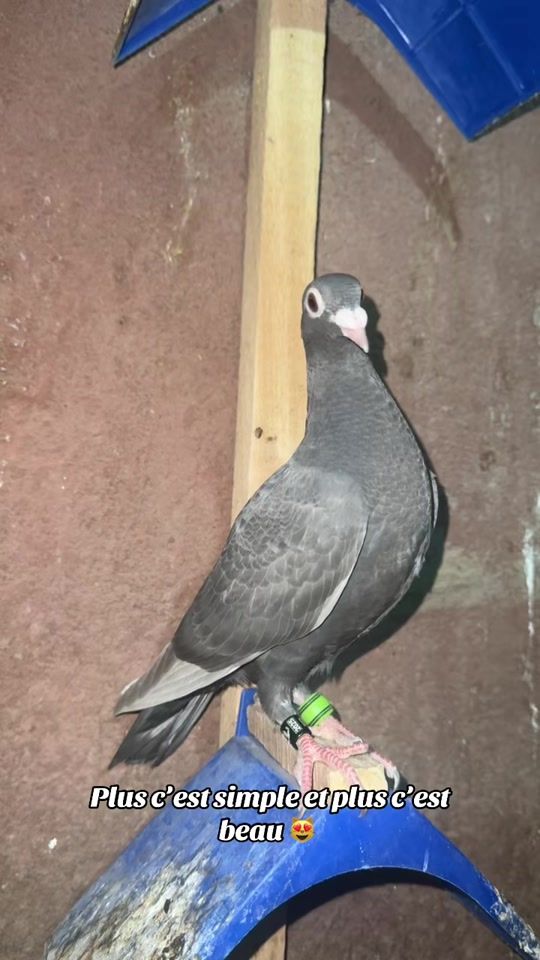 TikTok video thumbnail by babs_teranga_farm