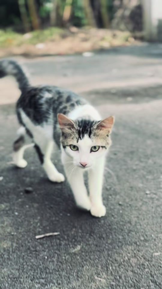 TikTok video thumbnail by vishay.s