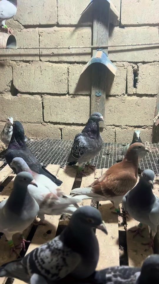TikTok video thumbnail by 55fs_