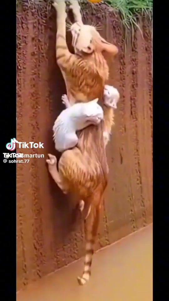 TikTok video thumbnail by .888756