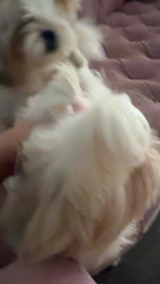 TikTok video thumbnail by afra_biblo