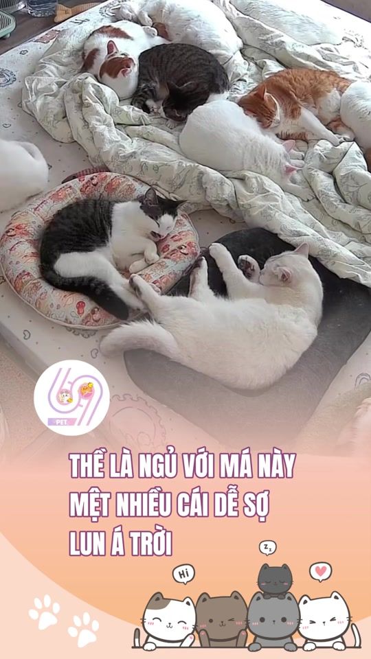 TikTok video thumbnail by 69s.pet