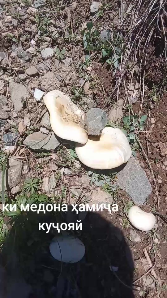 TikTok video thumbnail by dardi.bedavo.08