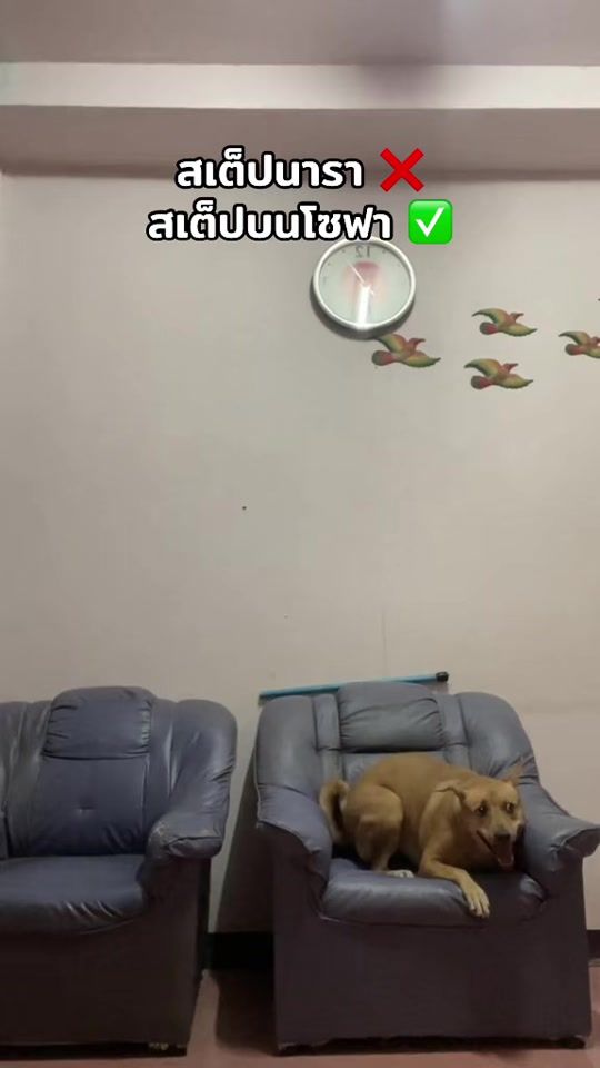 TikTok video thumbnail by plukwing4