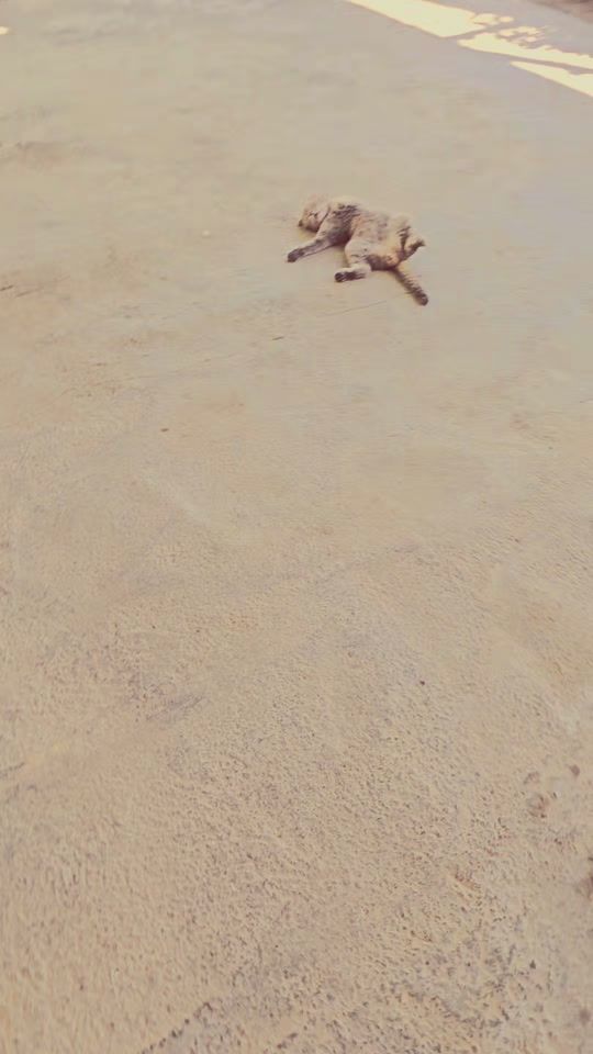 TikTok video thumbnail by guncam_9999