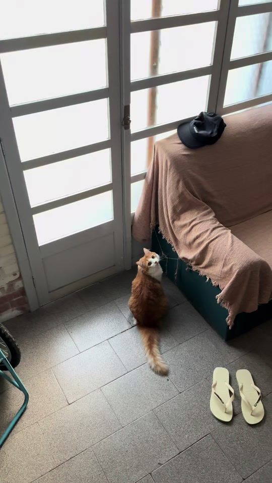 TikTok video thumbnail by renanrequelme