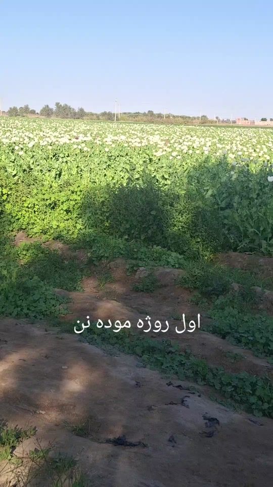 TikTok video thumbnail by user233843260133