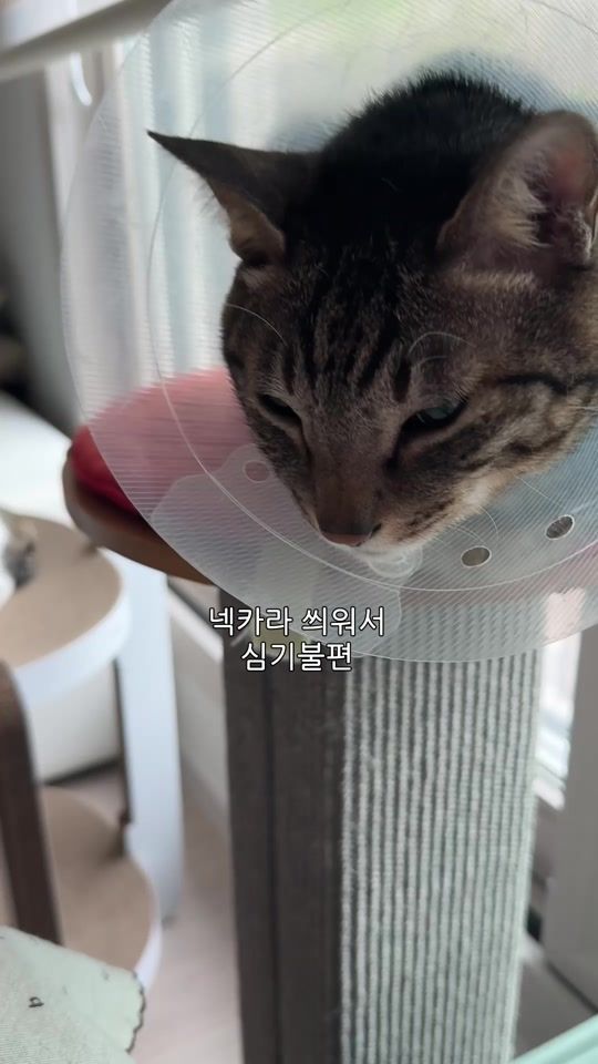 TikTok video thumbnail by ganher_cat